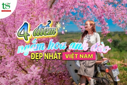 [MÁCH BẠN] 4 điểm ngắm hoa anh đào đẹp nhất Tết Nguyên Đán tại Việt Nam