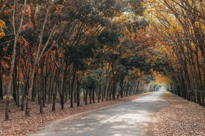 CHECK IN BINH DUONG: THE RUBBER FOREST IN LEAF CHANGING SEASON