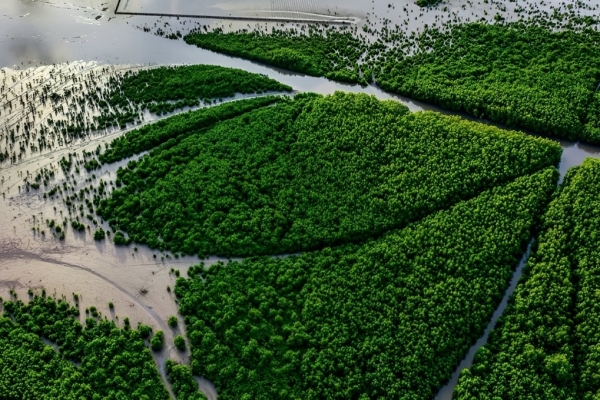 Explore the natural wonders of Ca Mau, the southernmost region of Vietnam