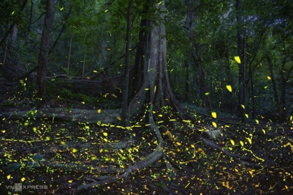 Night trips are available at Cuc Phuong National Park