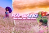 Mùa hoa tam giác mạch Hà Giang 2025: Thời điểm lý tưởng & lịch trình 3N2Đ
