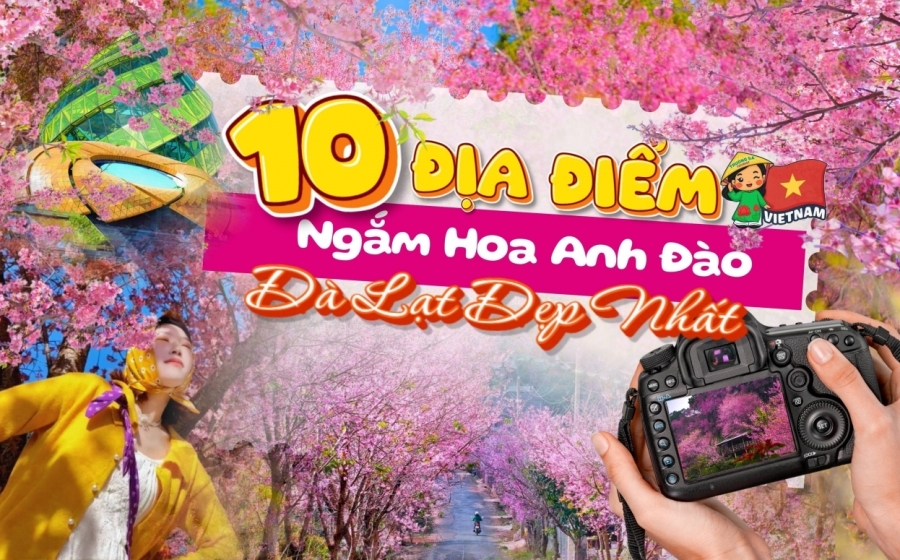 Tổng Hợp Địa Điểm Ngắm Hoa Anh Đào Đà Lạt Đẹp Nhất 2026