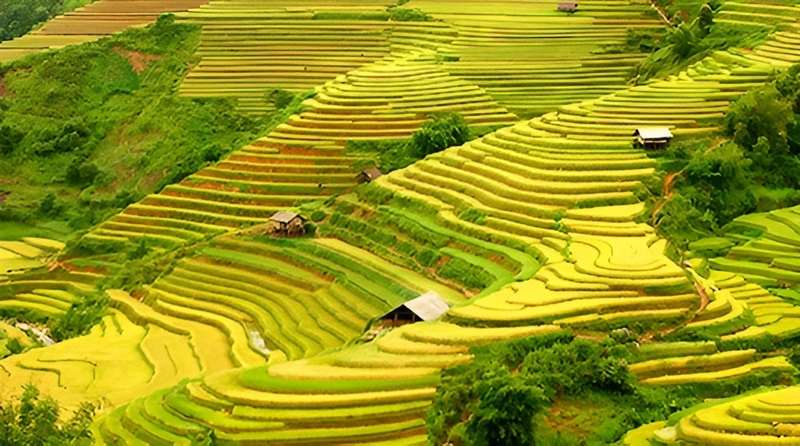 Hoang Su Phi Terraced Fields