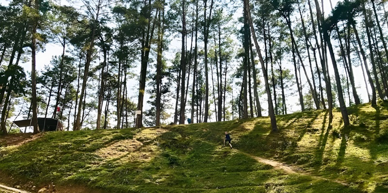 Yen Minh pine forest