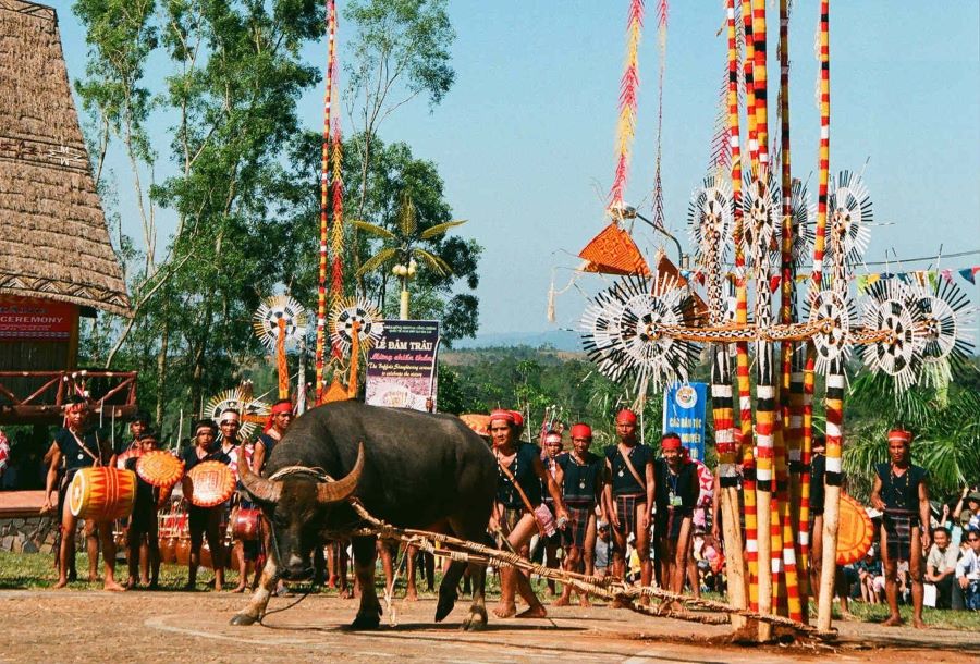 The Buffalo Stabbing Festival in A Luoi