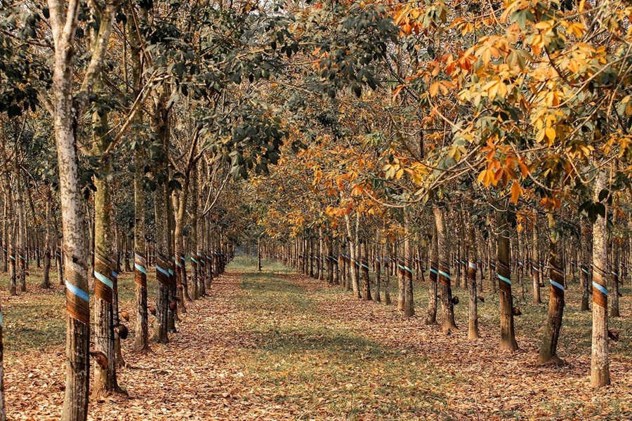 the rubber forest